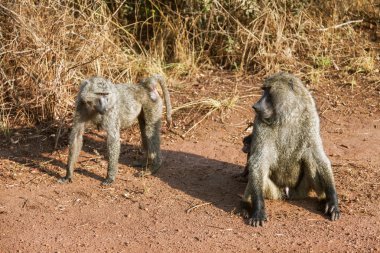 	The baboon which is sitting with naked penis.