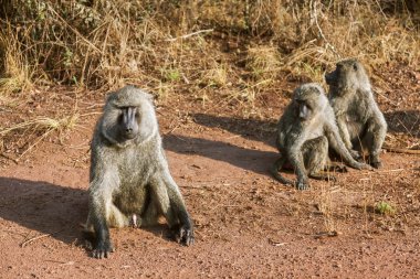 Oturma kızgın babun dolanıyorsun Babunlar.