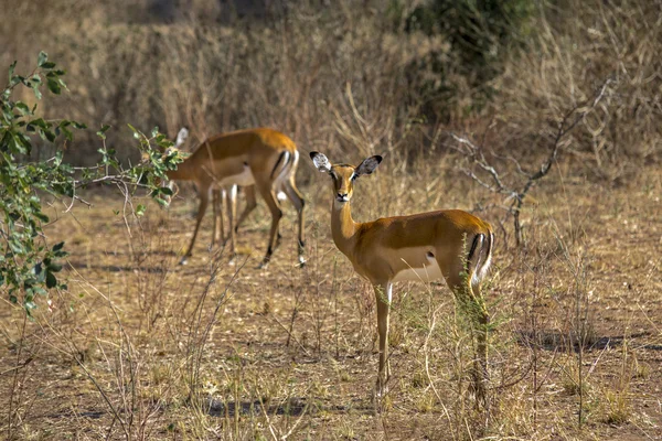 Antilope du Rwanda. Parc National de Akagera. — Photo