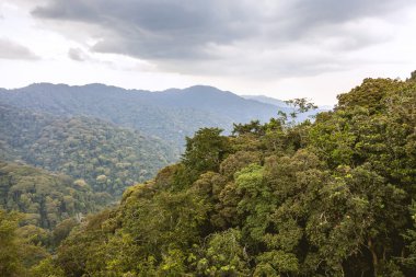 Ruanda yağmur ormanları Üstten Görünüm. 