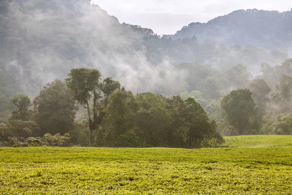 Ruanda Teeplantagen und Nebel. Auf diesen Feldern wird Tee für Königin Eliza angebaut. — Stockfoto