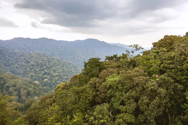 Blick vom Gipfel des ruandischen Regenwaldes. — Stockfoto