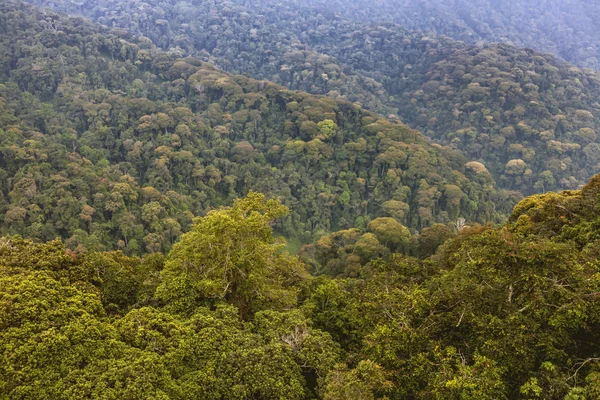 Ein Blick von oben auf die Regenwälder Ruandas schafft eine schöne Szenerie. — Stockfoto