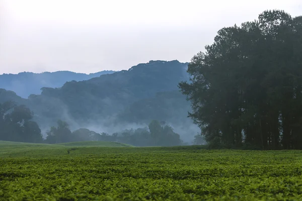 Himmel, Berge, Regenwälder und Teeplantagen. — Stockfoto