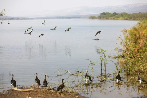 鳥と湖の反射. — ストック写真