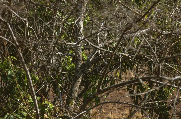 The pattern of tree and dry tree branhces. — Stock Photo, Image