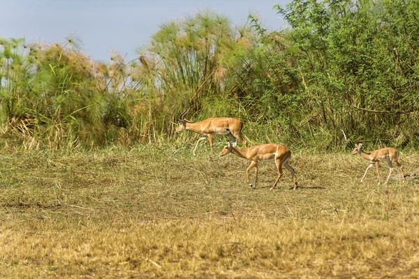 Les antilopes contournent leurs habitats . — Photo