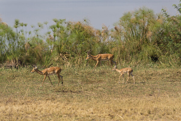 The antelopes looking for a place to graze over shrubs. The side of Lake Kivu, Rwanda.