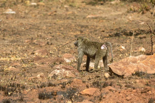 O babuíno que anda à volta da terra vermelha . — Fotografia de Stock