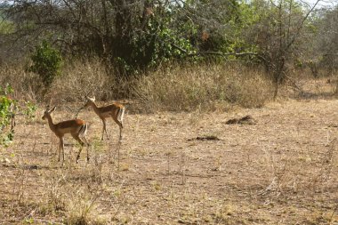 Habitatlarını dolaşıp antilop.