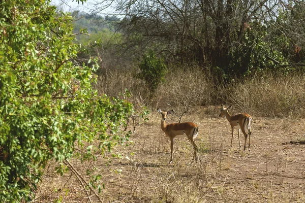 Deux antilopes suspendues entre les arbres . — Photo