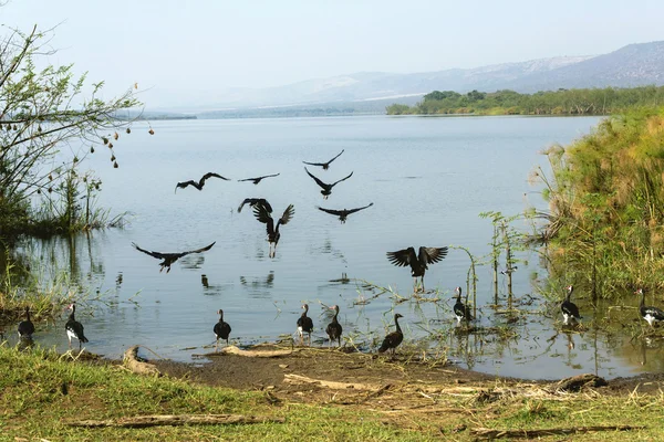 The birds flying on the edges of the Lake Kivu. — Stock Photo, Image