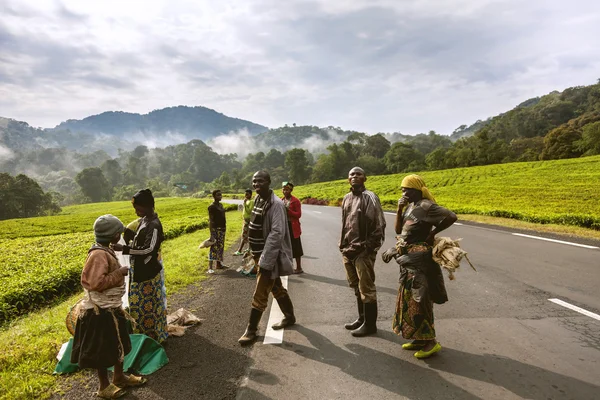 Os trabalhadores africanos que trabalham na plantação de chá . — Fotografia de Stock