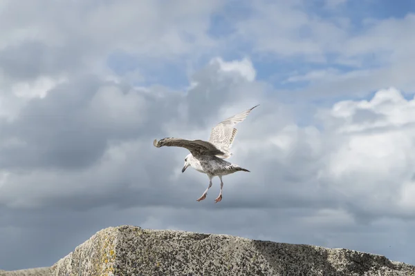 Sea gull landing — Stockfoto