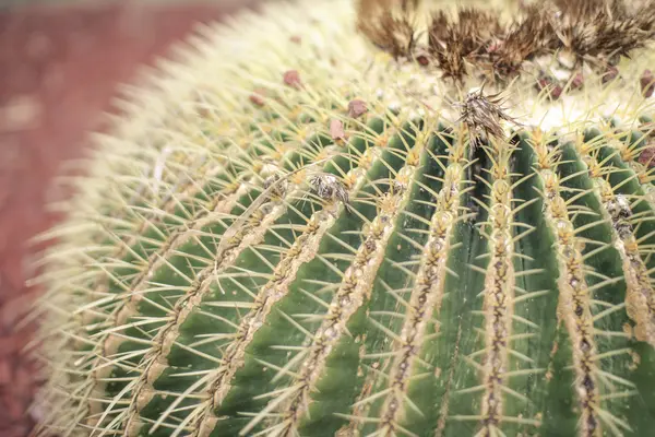 Cactus  with sharp needles — Stock Photo, Image