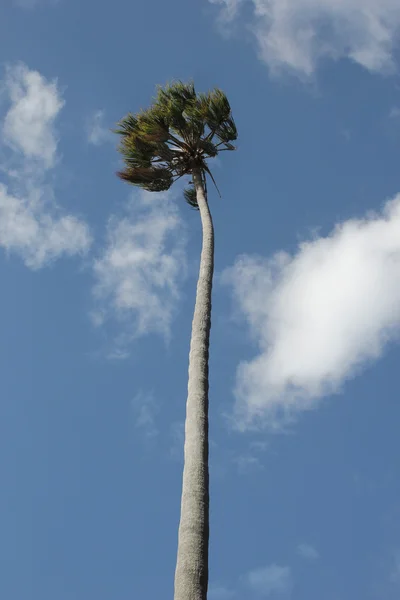 Palma en el viento — Foto de Stock