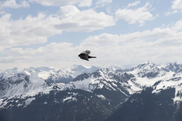 bird over the mountains