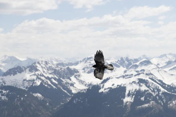 flying bird against the alps