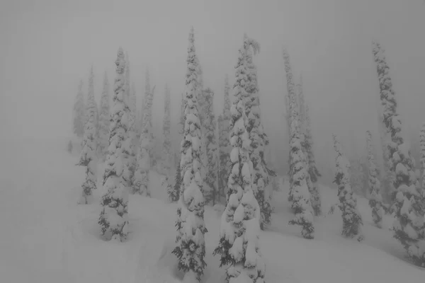 Bäume im Nebel — Stockfoto