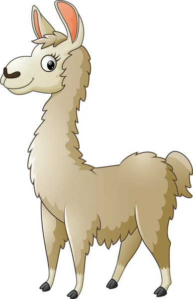 Lama kreslený na bílém pozadí — Stockový vektor