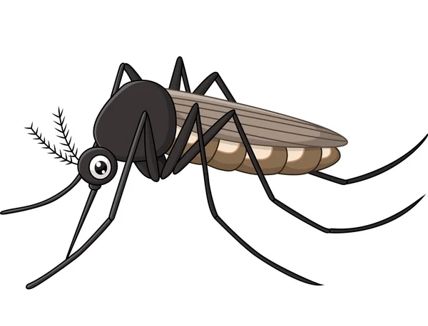Kreslený komár na bílém pozadí — Stockový vektor