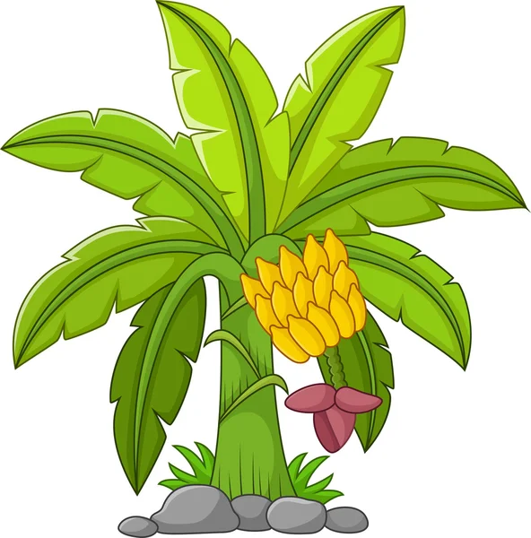 Árbol de plátano sobre fondo blanco — Archivo Imágenes Vectoriales