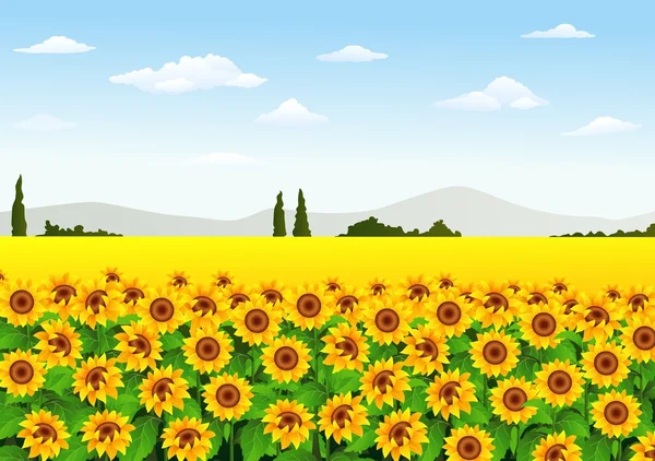 Ilustracja Słonecznikowe pole — Wektor stockowy