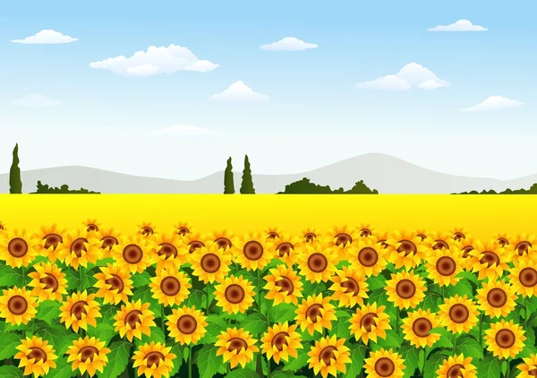 Ilustración del campo de girasol — Vector de stock