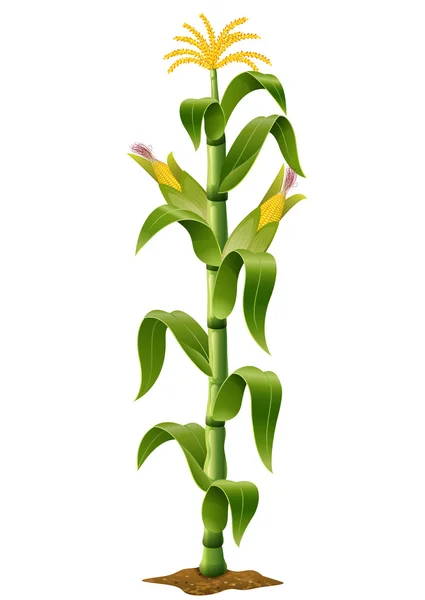 Maispflanze isoliert — Stockvektor
