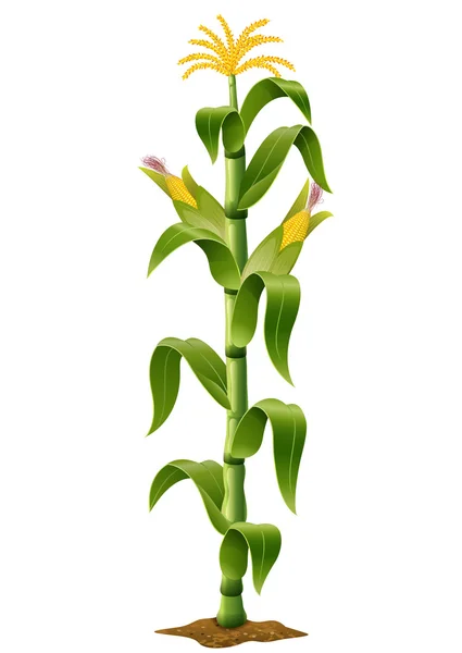 Corn plant isolated — Stock Vector