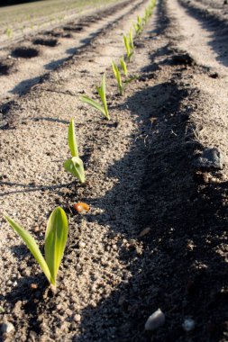 Ormanın yakınında yerden büyüyen mısır..