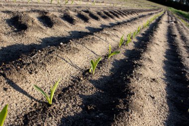 Ormanın yakınında yerden büyüyen mısır..