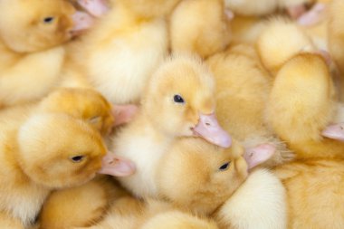 kabarık ducklings grup