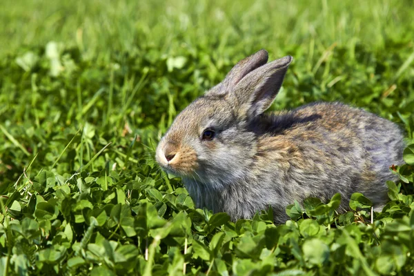 El pequeño conejo gris en la hierba Imágenes de stock libres de derechos