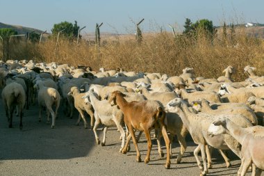 Koyun sürüsü tarladaki çitin yanından geçiyor.