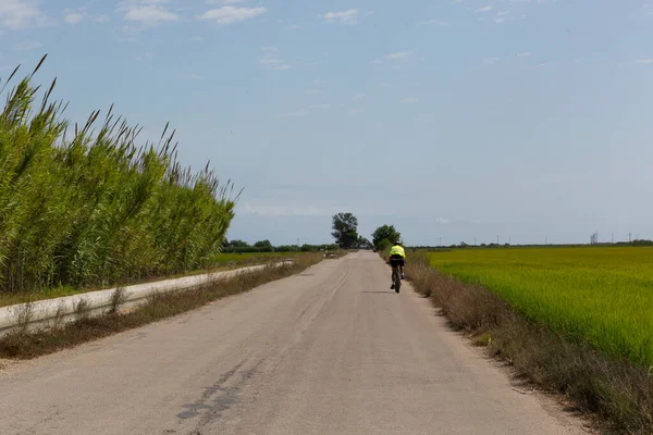 Людина Велосипеді Дорозі Рисовими Рослинами Дельті Чорного Дерева — стокове фото