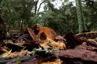 Ormanda ağaç gövdeleri ile bulanık, gevşek gövdeleri ile