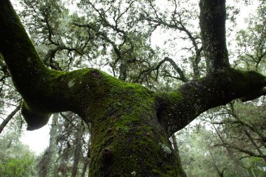 Ağaç gövdesi, ormanın derinliklerinden, arka planda görünüyor.