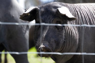 Ön plandaki dikenli tellerin arkasında İber domuzu var.