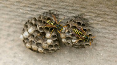 Huralite 'de bal peteğinde eşekarıları