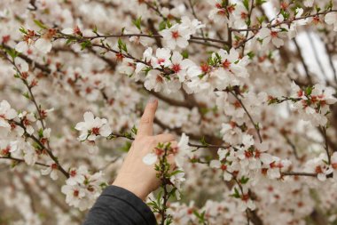 Bahar mevsiminde kadınların elleri badem çiçeklerine dokunur.