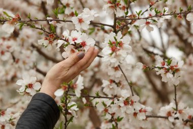 Bahar mevsiminde kadınların elleri badem çiçeklerine dokunur.