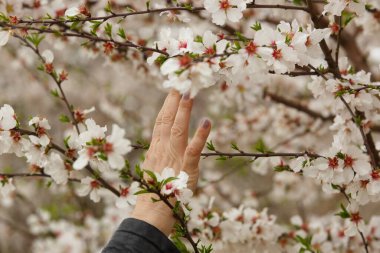Bahar mevsiminde kadınların elleri badem çiçeklerine dokunur.