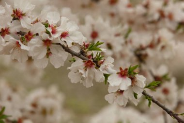 Badem çiçekleri kırsal alanda ön planda çiçek açar.