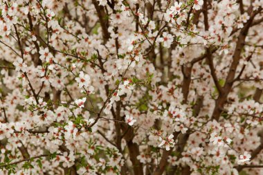 Badem çiçekleri kırsal alanda ön planda çiçek açar.