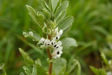 Bahar çiçekli geniş fasulye bitkisi yakından görülüyor.