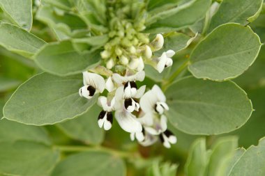 Bahar çiçekli geniş fasulye bitkisi yakından görülüyor.