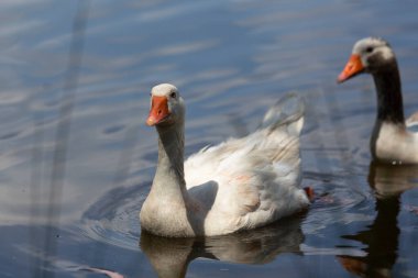 Ördekler doğal gölette ve doğada