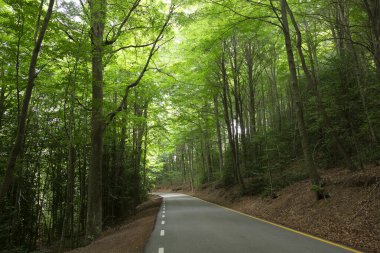 Yaz boyunca arka planda ağaçlar ve ormanlar olan güzel dolambaçlı dağ yolu..