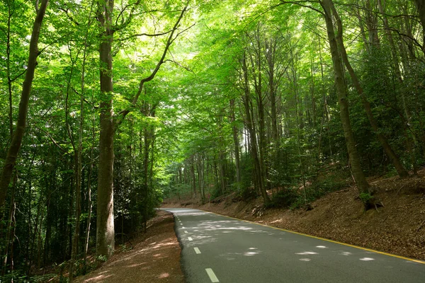 Красива звивиста гірська дорога з деревами і лісами на задньому плані влітку . — стокове фото